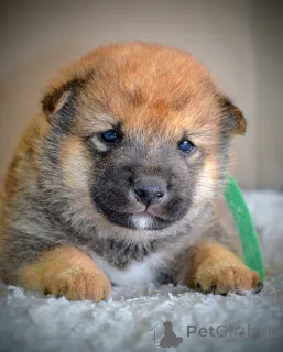 Дополнительные фото: Шиба Ину красивые щенки