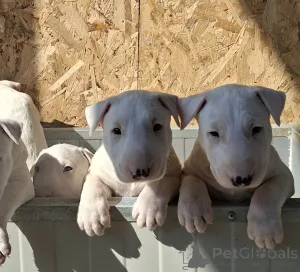 Дополнительные фото: Стандартный бультерьер