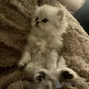 Фото №2 к объявлению №167269 о продаже персидская - купить в Германии частное объявление