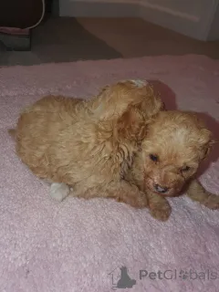 Фото №1. мальтипу - купить в Нью-Йорке за 31454₽. Объявление №159151