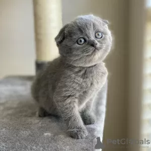 Фото №3. Male and female Scottish fold kittens . Святая Люсия