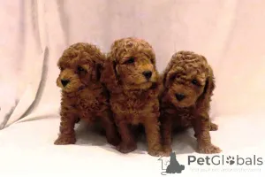 Дополнительные фото: Красные пудели