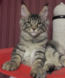 Дополнительные фото: Мейн-КунKätzchen