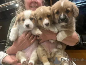 Фото №2 к объявлению №155801 о продаже вельш-корги - купить в Германии заводчик