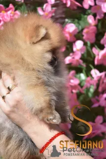 Дополнительные фото: Померанские миниатюрные щенки Spitz