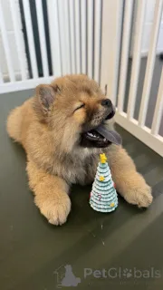 Фото №3. Зимние красивые щенки Човски.  США