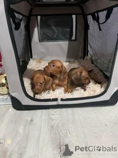 Дополнительные фото: Щенки карликовой короткошерстной таксы