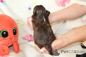 Дополнительные фото: Bolonka Weta FCI Puppy