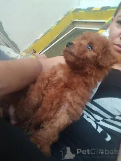 Дополнительные фото: Красный карликовой пудель, красивые щенки