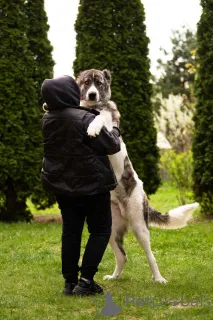 Дополнительные фото: Кавказский волкодав в добрые руки.