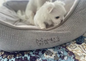 Дополнительные фото: Мальтийский малыш