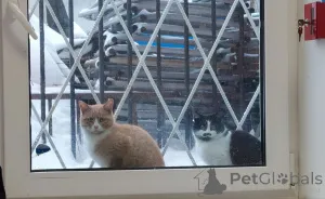 Дополнительные фото: Кошечка Буся в ожидании добрых хозяев!