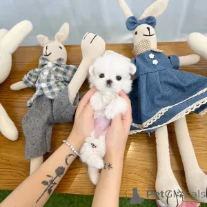 Дополнительные фото: Maltese puppy looking for a loving home! Игривый, нежный и гипоаллергенный