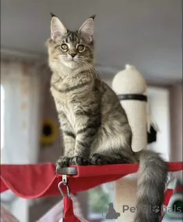 Фото №2 к объявлению №163183 о продаже мейн-кун - купить в Германии заводчик