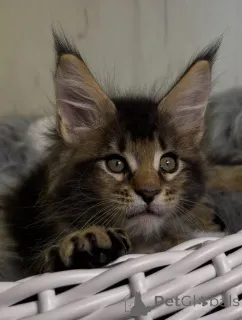 Фото №1. мейн-кун - купить в Альбом за 121₽. Объявление №161206