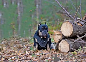 Фото №3. American bully.  Россия