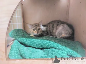 Фото №1.  - купить в Химках за Бесплатно. Объявление №166394