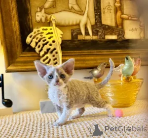 Фото №1. мейн-кун - купить в Рюдерсдорф за 41745₽. Объявление №166310