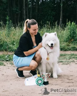 Фото №3. Предлагаем вязку с кобелем-чемпионом в  Беларуси. Объявление №8047