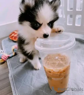 Фото №1.  - купить в Чикаго за договорная. Объявление №161317