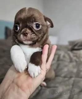 Фото №2 к объявлению №165372 о продаже чихуахуа - купить в Германии 