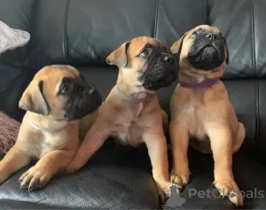Дополнительные фото: Щенки бульмастифа
