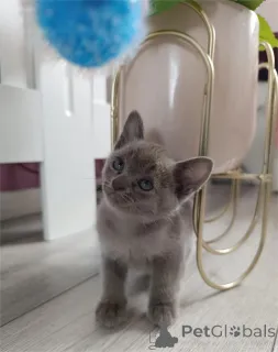 Фото №1. балинезийская (балийская) - купить в Кремлинген за 32468₽. Объявление №154153