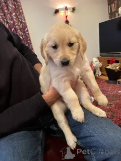 Фото №1. золотистый ретривер - купить в Антверпен за Бесплатно. Объявление №161607