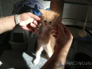 Фото №3. Продаются чистокровные котята мейн-кун.. Германия