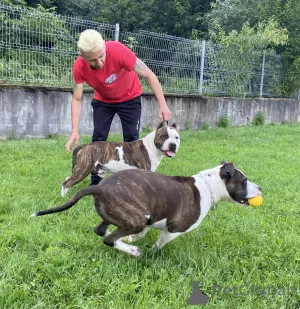 Дополнительные фото: Один шанс схватить домашних животных своей мечты (американские собаки мастиф)