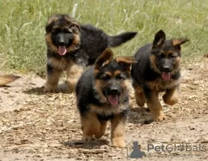 Фото №3. Entzückende deutsche Schäferhund-Welpen stehen zur Adoption zur Verfügung.  Германия