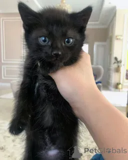 Фото №1. шотландская (скоттиш страйт) - купить в Риге за 23192₽. Объявление №146042