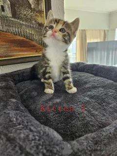 Фото №4. Продам мейн-куна в Neukirchen Am Großvenediger заводчик - цена 28479₽
