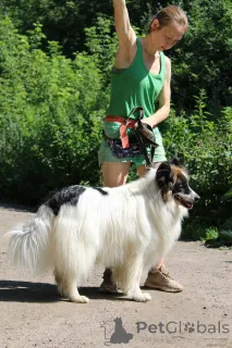 Дополнительные фото: Папильон big size, Тейлор ждёт семью