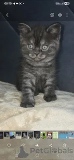 Фото №3. Beautiful and well-groomed, playful and incredible friends. США