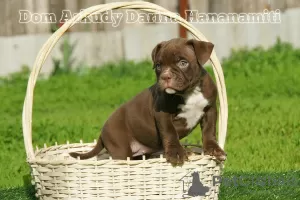 Дополнительные фото: American Bully