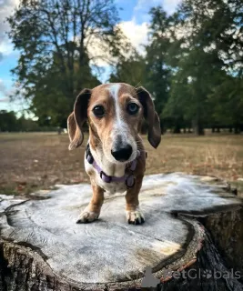 Фото №1. такса - купить в Хельсинки за 46384₽. Объявление №163624