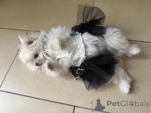 Фото №2 к объявлению №147826 о продаже кеесхонда - купить в Германии 