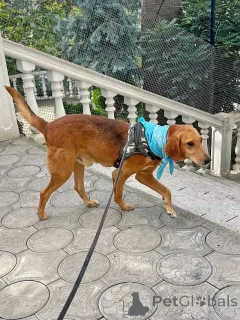 Фото №1. беспородная - купить в Москова за Бесплатно. Объявление №159233