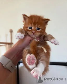 Фото №2 к объявлению №150582 о продаже мейн-кун - купить в Германии из приюта, заводчик