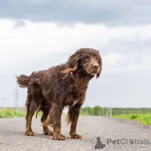 Фото №1. беспородная - купить в Москве реке за Бесплатно. Объявление №161957