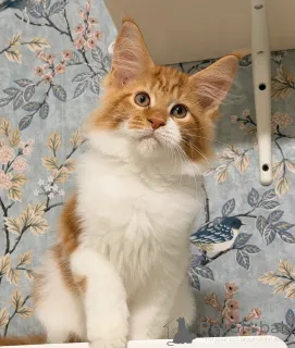 Дополнительные фото: *TICA REG* КОТЯТА ИМБИРНОГО МЕЙН-КУНА