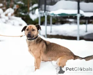 Дополнительные фото: Семейный пёс небольшого размера