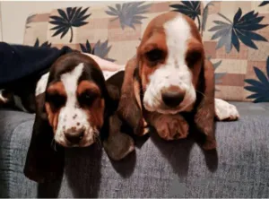 Дополнительные фото: Продаются щенки бассета