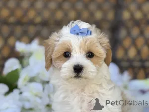 Фото №1. мальтипу - купить в Фридберг (Гессен) за 83490₽. Объявление №150162