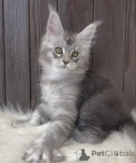 Фото №2 к объявлению №161401 о продаже мейн-кун - купить в Германии заводчик