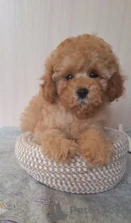 Фото №1. пудель (той) - купить в Минске за 71894₽. Объявление №156648