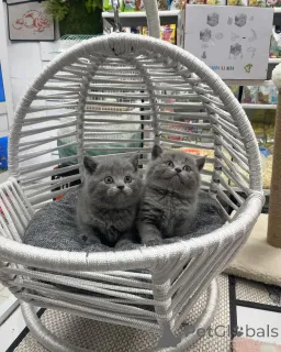 Фото №1. британская короткошёрстная - купить в Альпбах за договорная. Объявление №167317