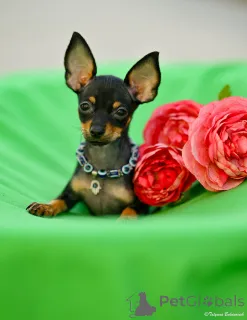 Фото №2 к объявлению №160398 о продаже русского тоя - купить в Израиле из питомника