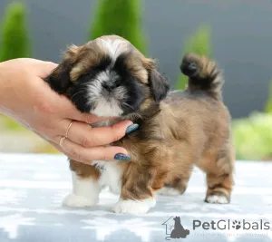 Фото №3. Shih tzu Welpen Zur усыновление.  Германия